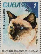 Domestic Cat (Felis silvestris catus)