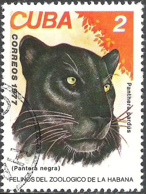 Leopard (Panthera pardus)