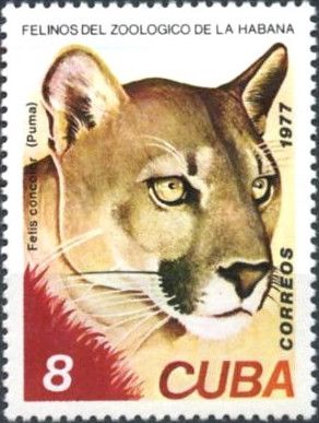 Cougar (Felis concolor)