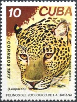 Leopard (Panthera pardus)