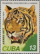 Tiger (Panthera tigris)