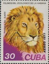 Lion (Panthera leo)
