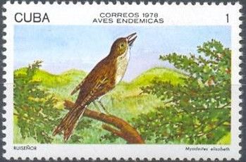 Cuban Solitaire (Myadestes elisabeth)
