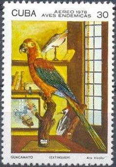 Cuban Macaw (Ara tricolor)