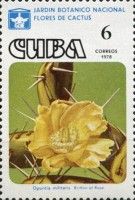 Opuntia militaris
