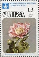 Pereskia cubensis