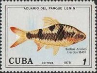 Arulius Barb (Barbus arulius)