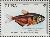 Rio Flame Tetra (Hyphessobrycon flammeus)