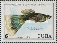 Guppy (Poecilia reticulata)