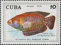 Dwarf Gourami (Colisa lalia)