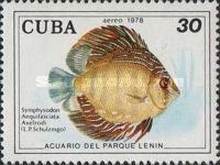 Blue Discus (Symphysodon aequifasciata Axelrodi)
