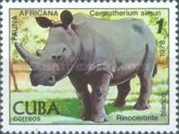 White Rhinoceros (Ceratotherium simum)