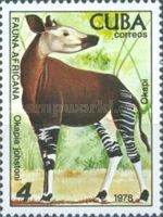 Okapi (Okapia johnstoni)