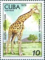 Giraffe (Giraffa camelopardalis)
