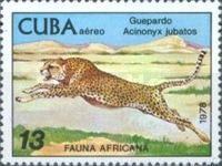 Cheetah (Acinonyx jubatus)