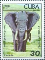 African Elephant (Loxodonta africana)