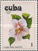 Hibiscus