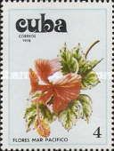 Hibiscus