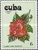 Hibiscus