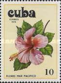 Hibiscus