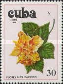 Hibiscus