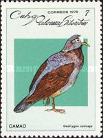 Grey-headed Quail-dove (Geotrygon caniceps)