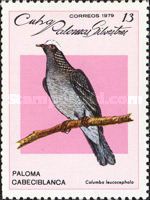 White-crowned Pigeon (Patagioenas leucocephala)