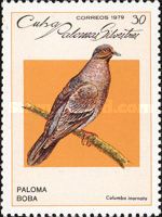 Plain Pigeon (Patagioenas inornata)
