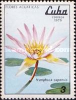 Nymphaea capensis