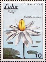 Dotleaf Water Lily (Nymphaea ampla)