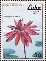 Nymphaea lotus rubra