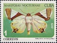 Moth (Eulepidotis rectimargo)