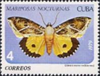 Dot-underwing Moth (Eudocima materna)