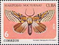 Hieroglyphic Moth (Noropsis hieroglyphica)