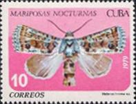 Moth (Heterochroma sp.)