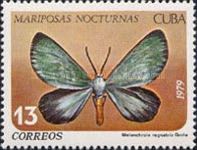 Moth (Melanchroia regnatrix)