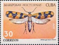 Moth (Attera gemmata)