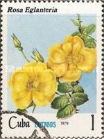 Rosa rubiginosa
