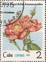 Rosa centifolia