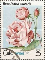 Rosa indica