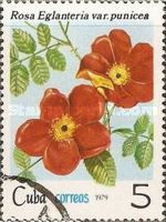 Rosa rubiginosa var. punicea