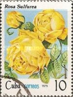 Rosa hemisphaerica
