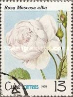 Rosa muscosa