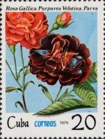 Rosa gallica