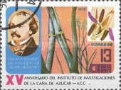 150th Anniversary for Alvaro Reinoso, Sugar Cane