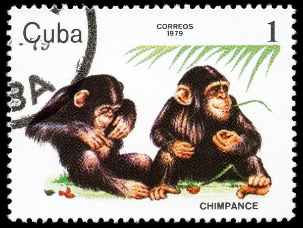 Chimpanzee (Pan troglodytes)