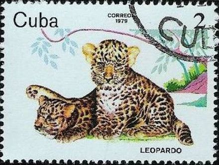 Leopard (Panthera pardus)