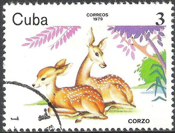 Western Roe Deer (Capreolus capreolus)