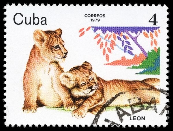 Lion (Panthera leo)