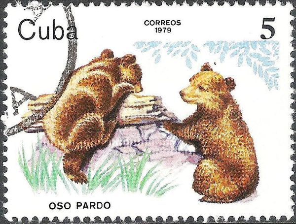 Brown Bear (Ursus arctos)